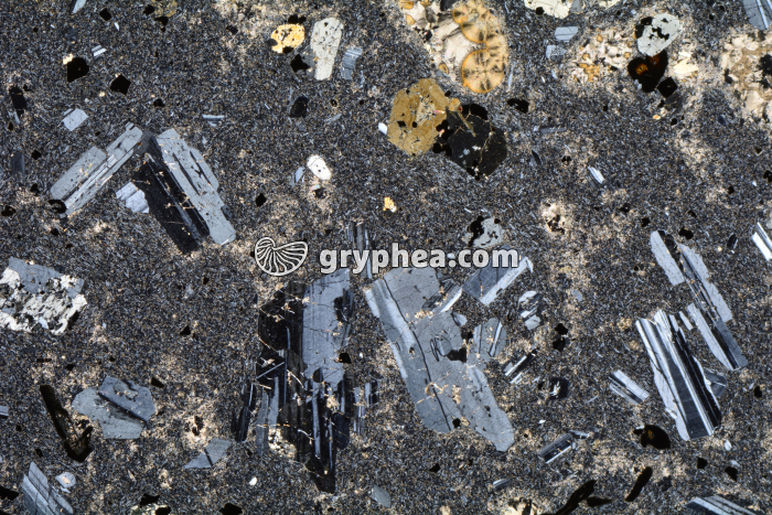 Trachyte LPA x3,5 - gryphea.com